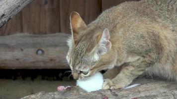 chat sauvage mangeant la souris blanche felis silvestris gordoni video