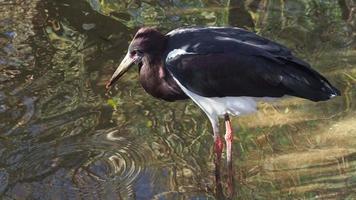 Big black bird looking for food video