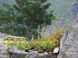 en los fiordos noruegos foto