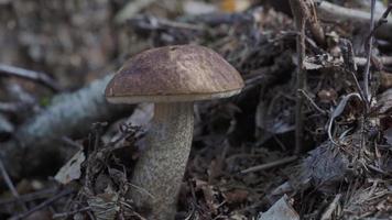 gran hongo marrón que crece en el bosque. recogiendo setas. video