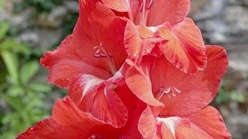 gladiolus stänga upp, svärd lilja, röd gladiolus blomma video