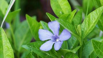 Blooming blue flower in the garden. Vinca herbacea. video