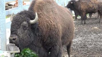 retrato de un bisonte americano adulto bebiendo agua en verano video