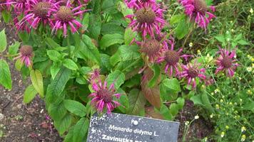 Medicinal herb. Monarda didyma Scarlet beebalm blooming in the garden video