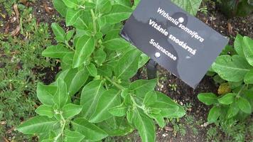 withania somnifera ashwagandha se ha convertido en una de las hierbas ayurvédicas más populares en el mundo occidental. El ginseng indio, la grosella espinosa venenosa o la cereza de invierno es una planta de la familia de las solanáceas. video
