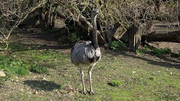 groter nah, Rhea americana, staand in zomer natuur. video