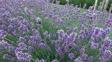 Bumble bees pollinating lavender lavandula angustifolia flowers. Insect pollination in summer video