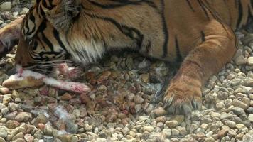 Sumatran tiger Panthera tigris sondaica close-up portrait, native to the Indonesian island of Sumatra video