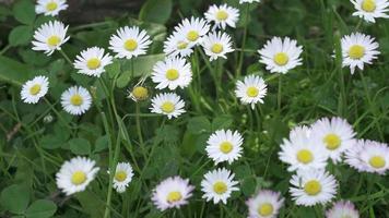 bellis perennis. gänseblümchen blüht im frühling auf dem rasen video