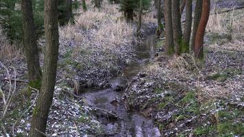 ruisseau dans les bois et neige fraîche video