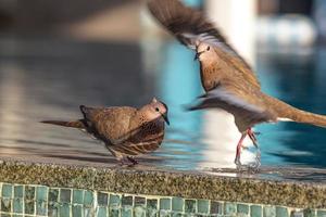 Close up picture of nice colored dove sitting on pool border photo