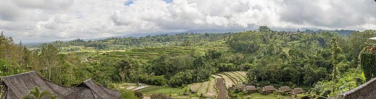 View over typical rice terraces on the island of Bali in Indonesia photo