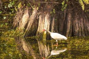 ave de agua blanca esperando pescar en los Everglades en primavera foto