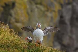 Portrait of Atlantic puffin during daytime on Iceland photo