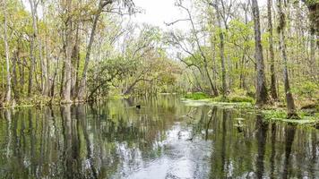 imagen del bonito río suwannee y del bosque estatal twin rvers en florida en primavera durante el día foto