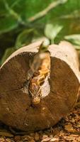 Portrait picture of a brown snake lying on a trunk photo