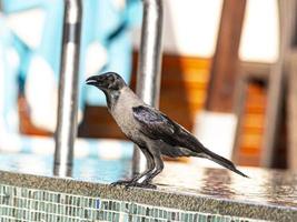 imagen de pájaro sentado en el borde de la piscina en dubai foto