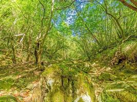 fotos de una caminata a través de un denso bosque verde a lo largo de un lecho de río seco en el parque natural skarline en istria