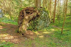 Image of a tree whose roots have grown imposingly over a large rock photo
