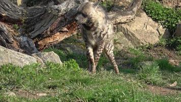 gestreept hyena hyena hyena sultanarozijn. Afrikaanse dier video