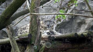 schneeleopard panthera uncia prachtvolles tier, dem echter respekt zukommt video