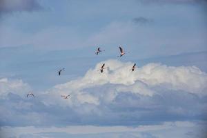 Picture of a group of flying flamingos in front of an impressive cloud scenery photo