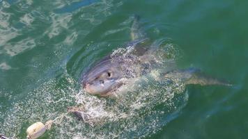 imagen del gran tiburón blanco en la superficie del agua foto