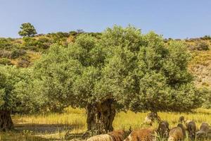 View on an old olive tree on the greek island of crete in summer photo