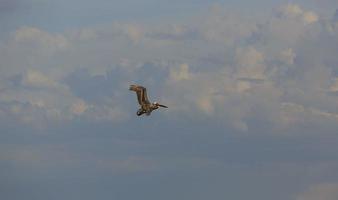 Image of a flying pelican taken in Fort Myers in March 2018 photo