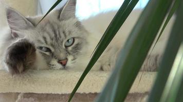 el gato se está quedando dormido. felis catus video