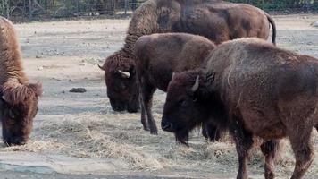 Bisons they are eat dry grass video