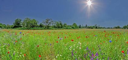 Panoramic view over colorful flower field in springtime photo