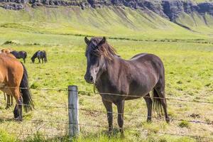 Portrait of iceland pony on meadow in summer 2017 photo