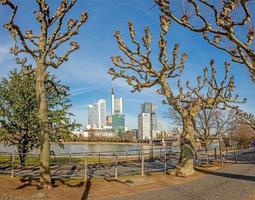 imagen panorámica de la avenida del árbol del avión con el río principal y el horizonte de frankfurt foto