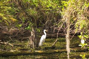 White water bird waiting to catch fish in the Everglades in spring photo