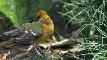 Beautiful yellow bird in nature. Bird cleaning its feathers video