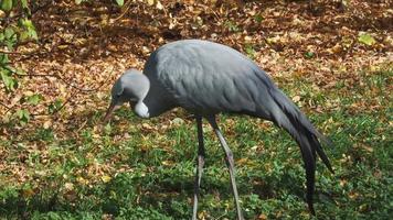 grulla en busca de comida. animal salvaje. video