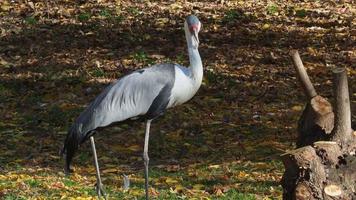 Gray crane on meadow. Wildlife animal. video