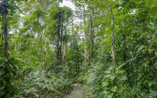 Picture of path crossing tropical rainforest in Thailand during daytime photo