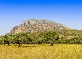 vista sobre un viejo olivo en la isla griega de creta en verano foto