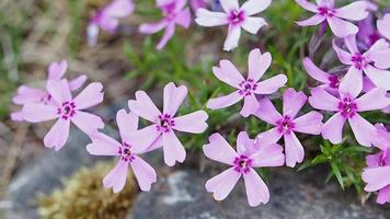 närbild av rosa blommor. skön blommor med de löv i de solsken. video