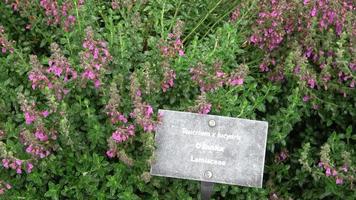 medicinsk ört. teucrium lucydris växter, rosa blomställning. video