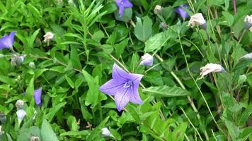 fleurs cloche bleue video