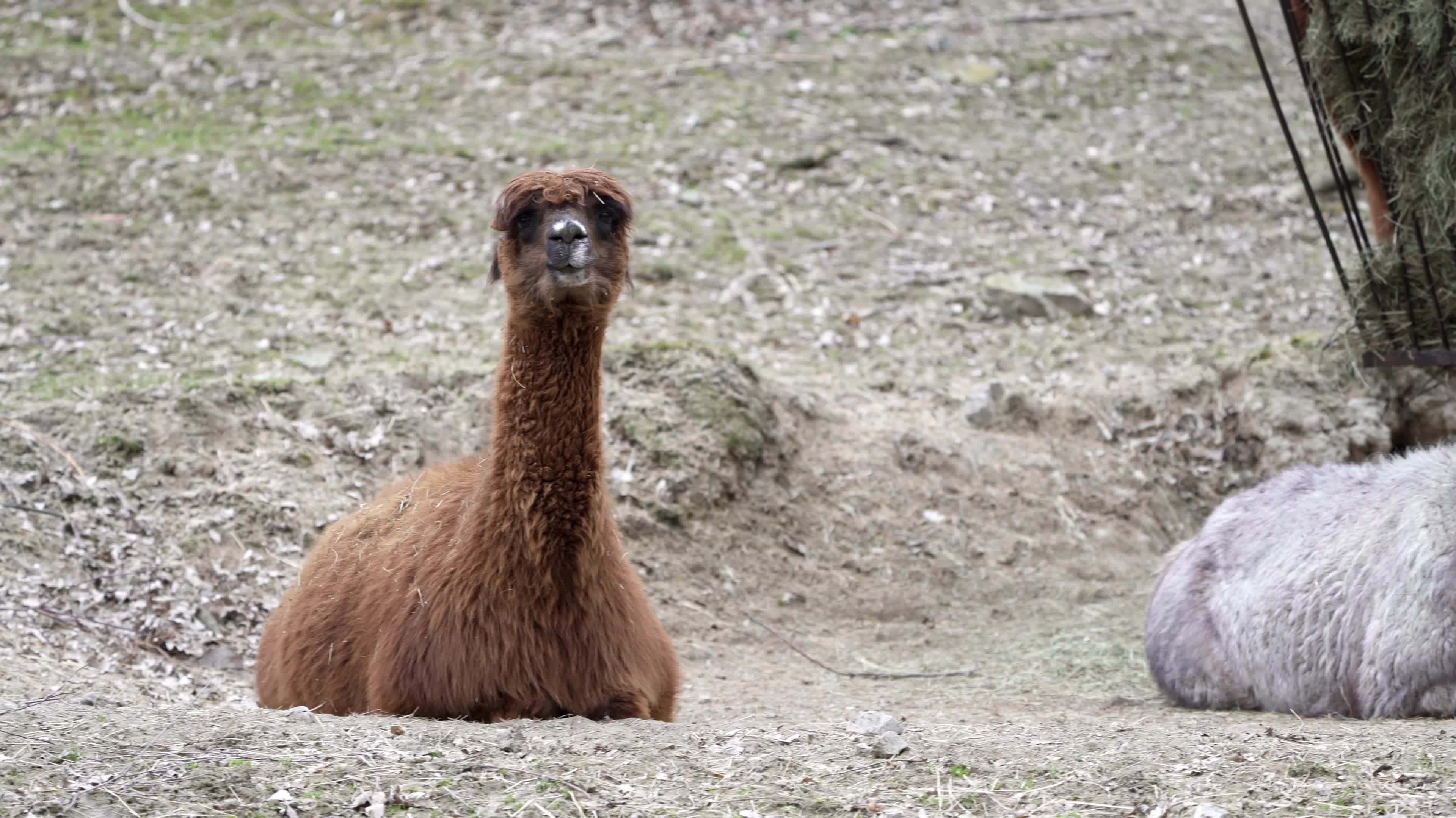 Lama Stock Video Footage for Free Download Lama Stock Video Footage for Free Download
