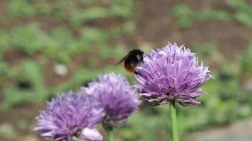 un abejorro polinizando una flor de cebollino allium schoenoprasum video