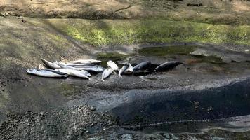 nahaufnahme von toten fischen scomber scombrus. tote Fische video