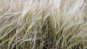 A field of barley Hordeum vulgare blowing in a summer breeze video