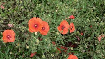 Nahaufnahme von schönen, roten, blühenden Mohnblumen in einem natürlichen Feld video