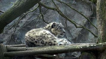 leopardo da neve panthera uncia animal magnífico do qual vem respeito genuíno video