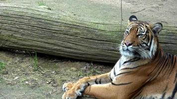 Sumatran tiger Panthera tigris sondaica close-up portrait, native to the Indonesian island of Sumatra video